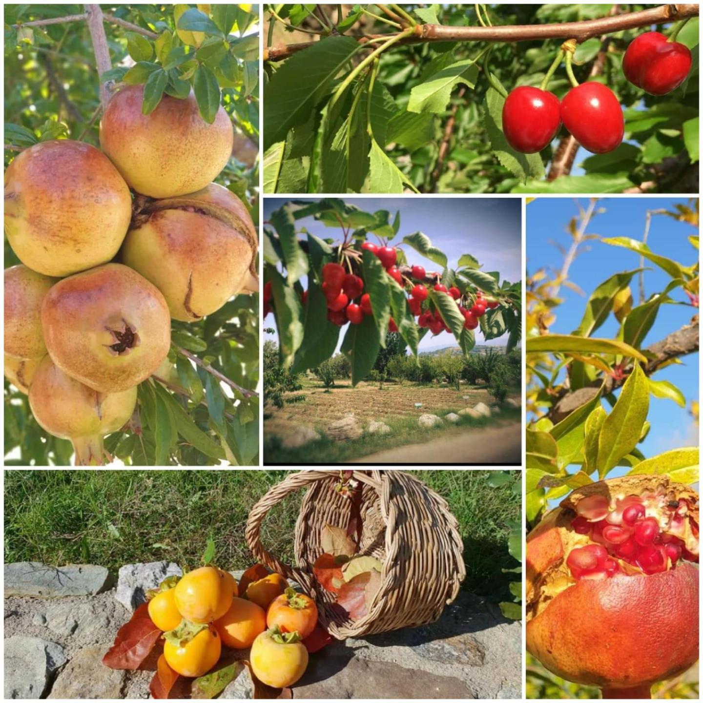 Agri Art Villa San Benedetto Ullano Luaran gambar