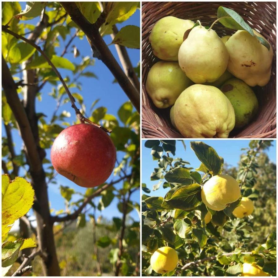 Agri Art Villa San Benedetto Ullano Luaran gambar