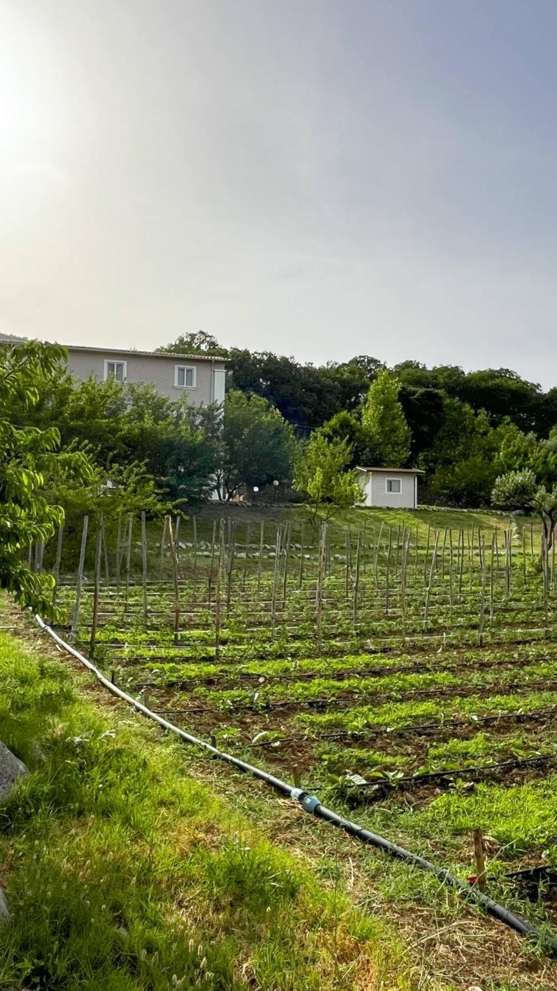 Agri Art Villa San Benedetto Ullano Luaran gambar